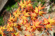 - FOR PICKUP ONLY | Acer palmatum 'Japanese Princess' Dwarf Japanese Maple | DOES NOT SHIP - Mr Maple │ Buy Japanese Maple Trees