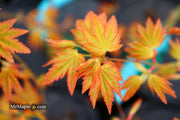 - Acer palmatum 'Dragon Master' Golden Weeping Japanese Maple - Mr Maple │ Buy Japanese Maple Trees