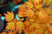 - Acer palmatum 'Dragon Master' Golden Weeping Japanese Maple - Mr Maple │ Buy Japanese Maple Trees