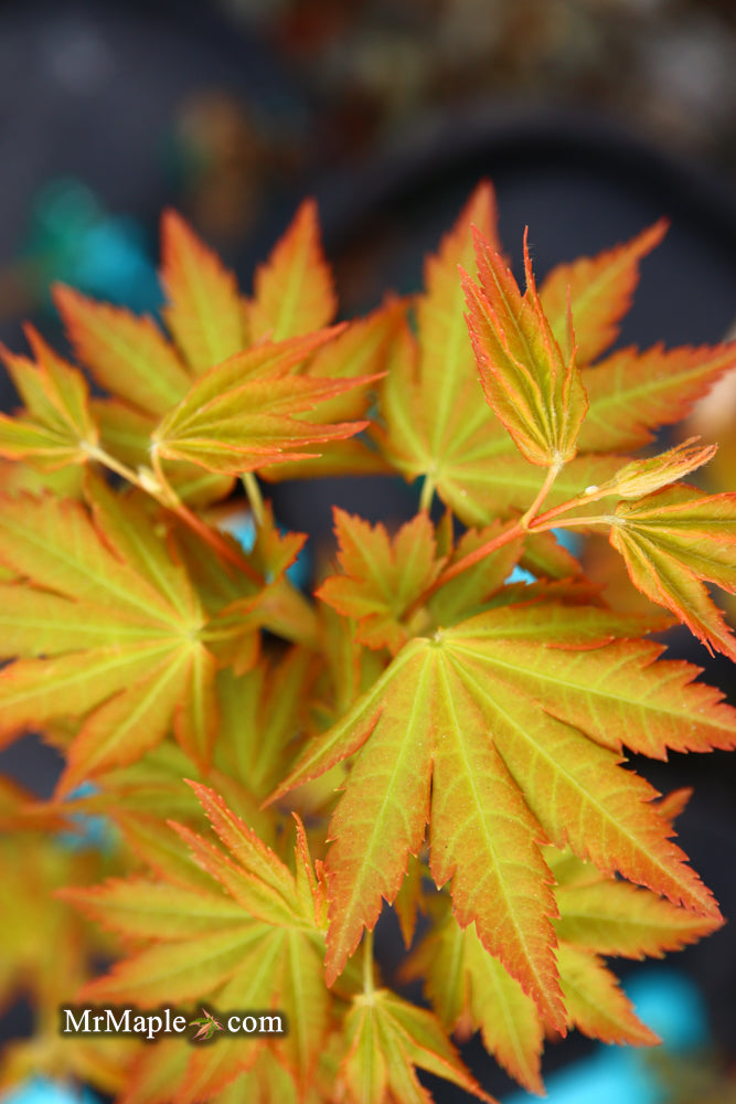 - Acer palmatum 'Dragon Master' Golden Weeping Japanese Maple - Mr Maple │ Buy Japanese Maple Trees