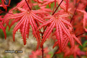 - Acer palmatum 'Celebration' Japanese Maple - Mr Maple │ Buy Japanese Maple Trees