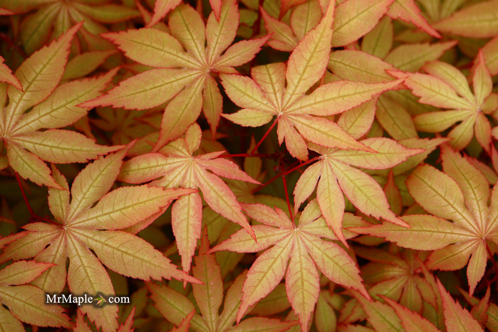 - FOR PICK UP ONLY | Acer palmatum 'Amber Ghost' Japanese Maple | DOES NOT SHIP - Mr Maple │ Buy Japanese Maple Trees