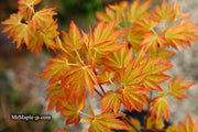 - Acer palmatum 'Dragon Master' Golden Weeping Japanese Maple - Mr Maple │ Buy Japanese Maple Trees