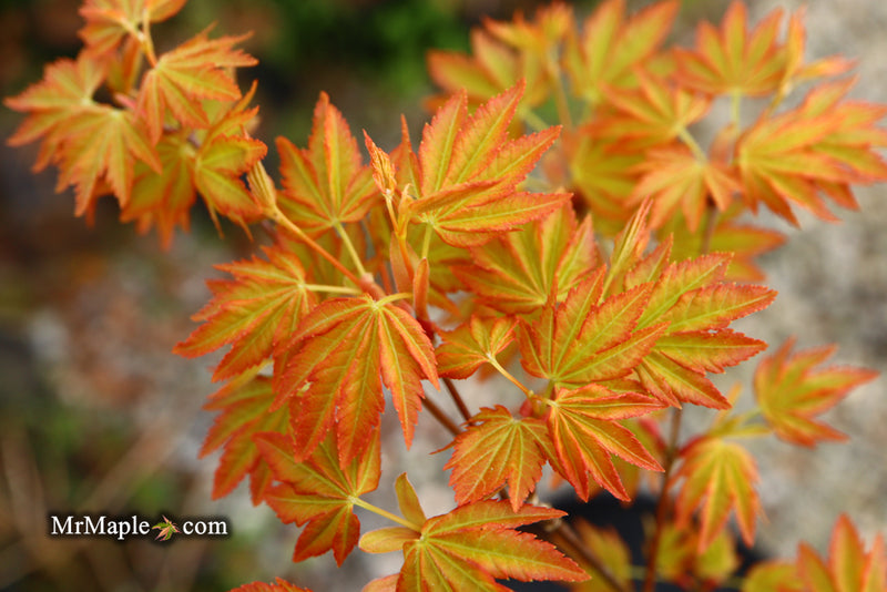 - Acer palmatum 'Dragon Master' Golden Weeping Japanese Maple - Mr Maple │ Buy Japanese Maple Trees