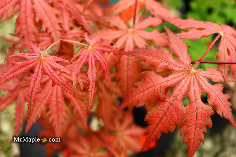 - Acer palmatum 'Celebration' Japanese Maple - Mr Maple │ Buy Japanese Maple Trees