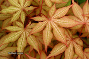 - FOR PICK UP ONLY | Acer palmatum 'Amber Ghost' Japanese Maple | DOES NOT SHIP - Mr Maple │ Buy Japanese Maple Trees