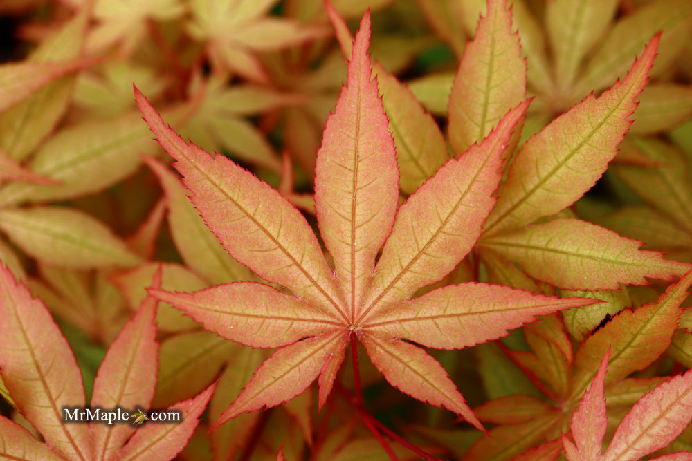 FOR PICK UP ONLY | Acer palmatum 'Amber Ghost' Japanese Maple | DOES NOT SHIP