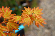 - Acer palmatum 'Dragon Master' Golden Weeping Japanese Maple - Mr Maple │ Buy Japanese Maple Trees