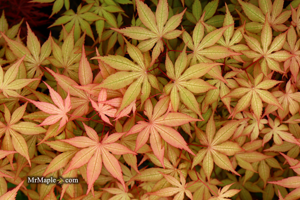 FOR PICK UP ONLY | Acer palmatum 'Amber Ghost' Japanese Maple | DOES NOT SHIP