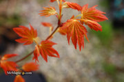 - Acer palmatum 'Dragon Master' Golden Weeping Japanese Maple - Mr Maple │ Buy Japanese Maple Trees