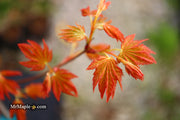 - Acer palmatum 'Dragon Master' Golden Weeping Japanese Maple - Mr Maple │ Buy Japanese Maple Trees