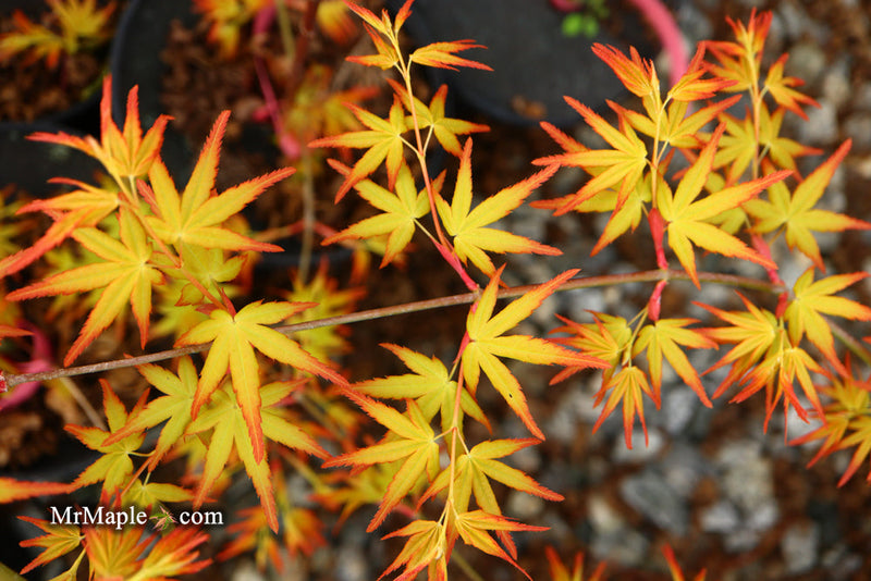 - FOR PICK UP ONLY | Acer palmatum 'Golden Falls' Weeping Golden Japanese Maple | DOES NOT SHIP - Mr Maple │ Buy Japanese Maple Trees