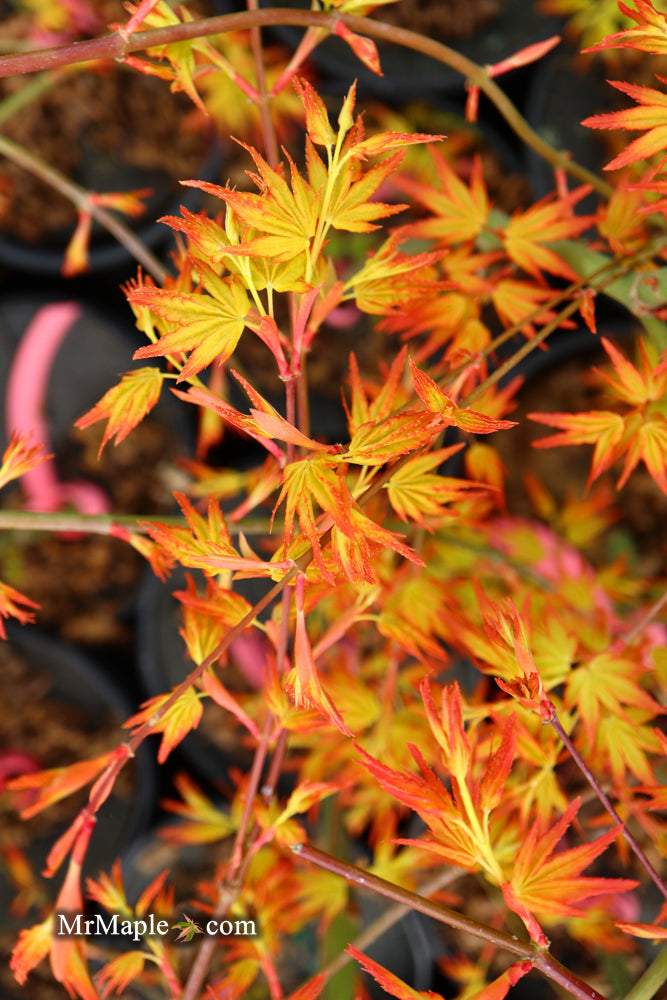 - FOR PICK UP ONLY | Acer palmatum 'Golden Falls' Weeping Golden Japanese Maple | DOES NOT SHIP - Mr Maple │ Buy Japanese Maple Trees