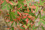 - Acer palmatum 'Beni shichihenge' Pink Variegated Japanese Maple - Mr Maple │ Buy Japanese Maple Trees