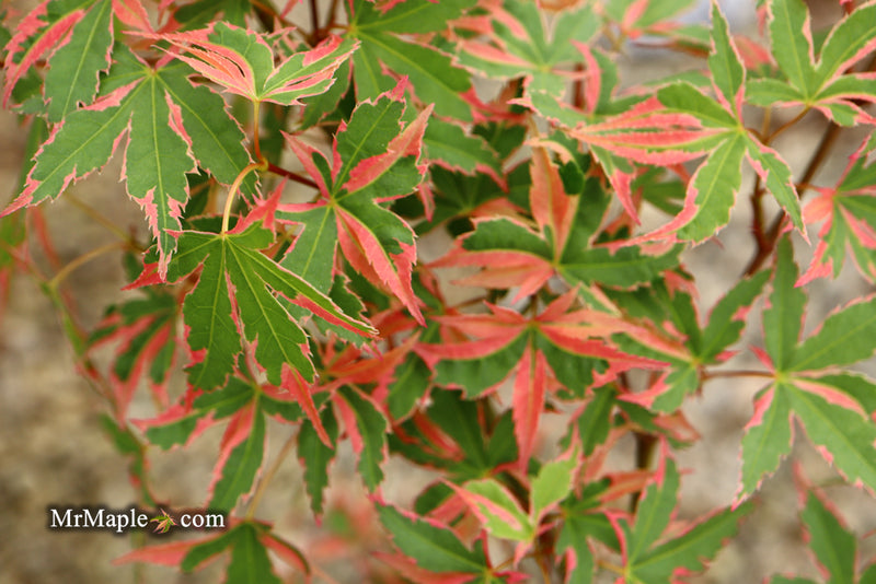 - Acer palmatum 'Beni shichihenge' Pink Variegated Japanese Maple - Mr Maple │ Buy Japanese Maple Trees
