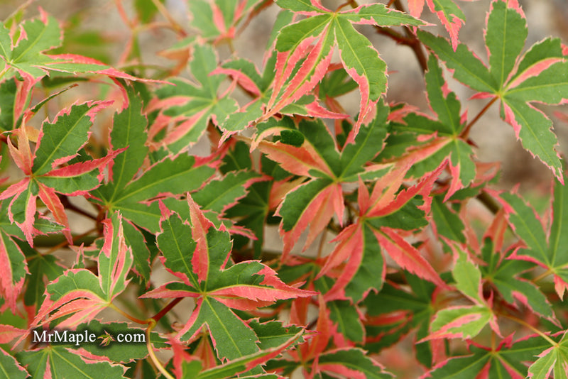 - Acer palmatum 'Beni shichihenge' Pink Variegated Japanese Maple - Mr Maple │ Buy Japanese Maple Trees