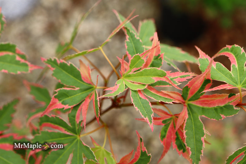 - Acer palmatum 'Beni shichihenge' Pink Variegated Japanese Maple - Mr Maple │ Buy Japanese Maple Trees