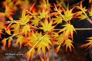- FOR PICK UP ONLY | Acer palmatum 'Golden Falls' Weeping Golden Japanese Maple | DOES NOT SHIP - Mr Maple │ Buy Japanese Maple Trees