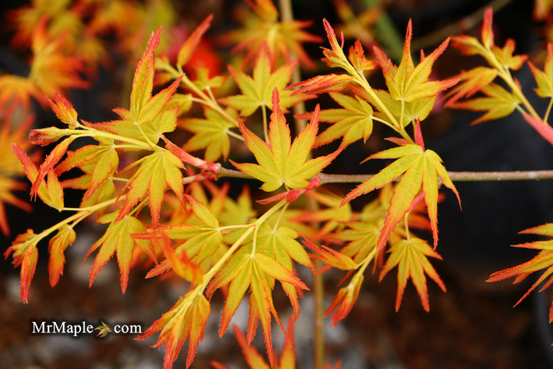 - FOR PICK UP ONLY | Acer palmatum 'Golden Falls' Weeping Golden Japanese Maple | DOES NOT SHIP - Mr Maple │ Buy Japanese Maple Trees