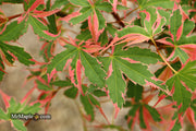 - Acer palmatum 'Beni shichihenge' Pink Variegated Japanese Maple - Mr Maple │ Buy Japanese Maple Trees