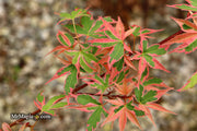 - Acer palmatum 'Beni shichihenge' Pink Variegated Japanese Maple - Mr Maple │ Buy Japanese Maple Trees
