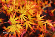 - FOR PICK UP ONLY | Acer palmatum 'Golden Falls' Weeping Golden Japanese Maple | DOES NOT SHIP - Mr Maple │ Buy Japanese Maple Trees