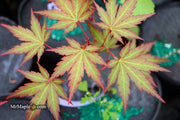 - Acer palmatum 'Mila' Japanese Maple - Mr Maple │ Buy Japanese Maple Trees