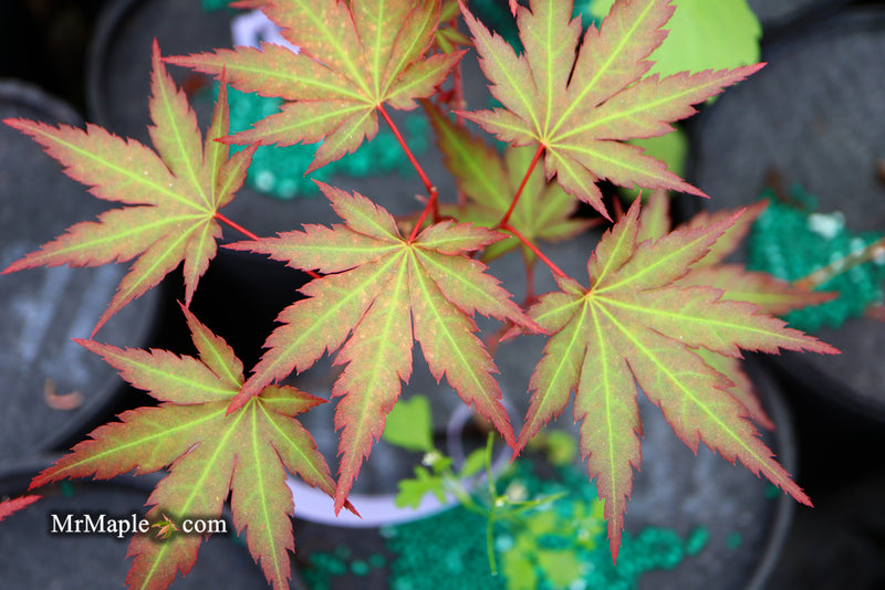 - Acer palmatum 'Mila' Japanese Maple - Mr Maple │ Buy Japanese Maple Trees