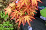 - Acer palmatum 'Mila' Japanese Maple - Mr Maple │ Buy Japanese Maple Trees