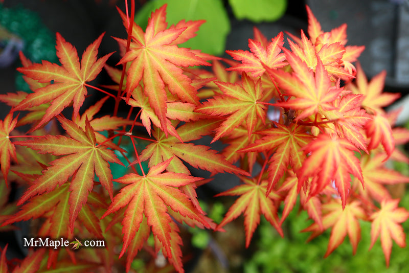 - Acer palmatum 'Mila' Japanese Maple - Mr Maple │ Buy Japanese Maple Trees