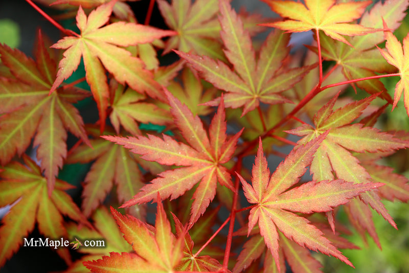- Acer palmatum 'Mila' Japanese Maple - Mr Maple │ Buy Japanese Maple Trees