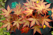 - Acer palmatum 'Mila' Japanese Maple - Mr Maple │ Buy Japanese Maple Trees