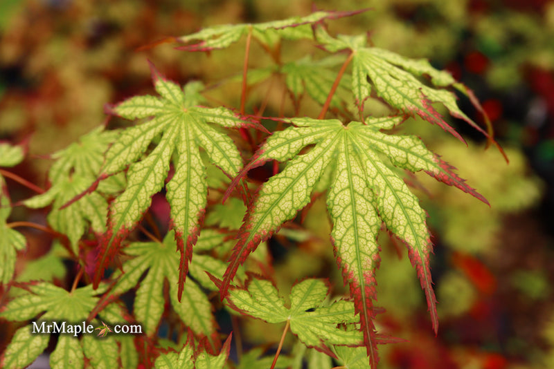 - Acer palmatum 'Phantom Flame' Japanese Maple - Mr Maple │ Buy Japanese Maple Trees