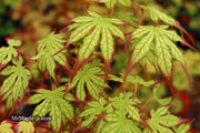 - Acer palmatum 'Phantom Flame' Japanese Maple - Mr Maple │ Buy Japanese Maple Trees