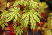 - Acer palmatum 'Phantom Flame' Japanese Maple - Mr Maple │ Buy Japanese Maple Trees
