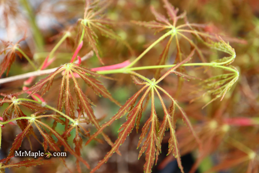 FOR PICK UP ONLY | Acer palmatum 'Emma' Weeping Japanese Maple | DOES NOT SHIP