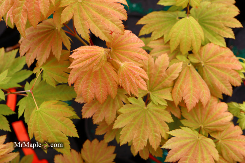 - Acer japonicum 'Taki no gawa' Full Moon Japanese Maple - Mr Maple │ Buy Japanese Maple Trees