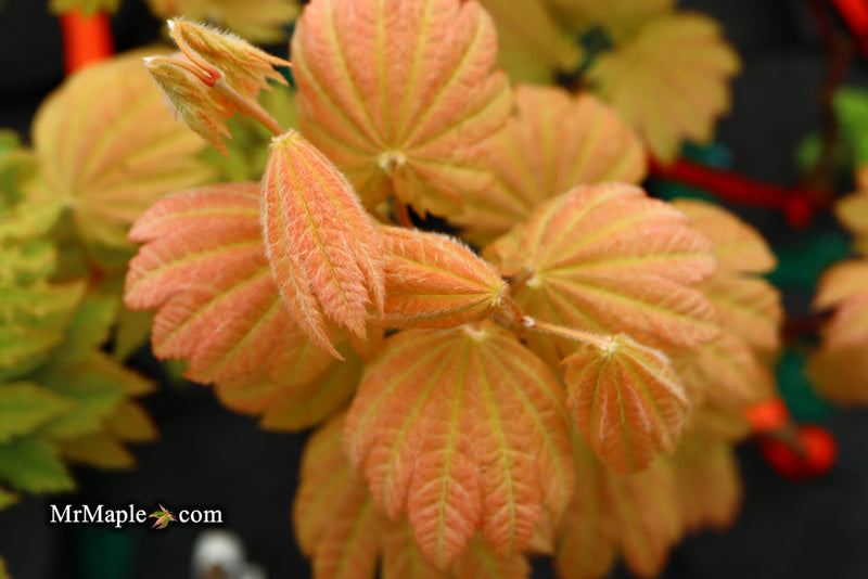 - Acer japonicum 'Taki no gawa' Full Moon Japanese Maple - Mr Maple │ Buy Japanese Maple Trees