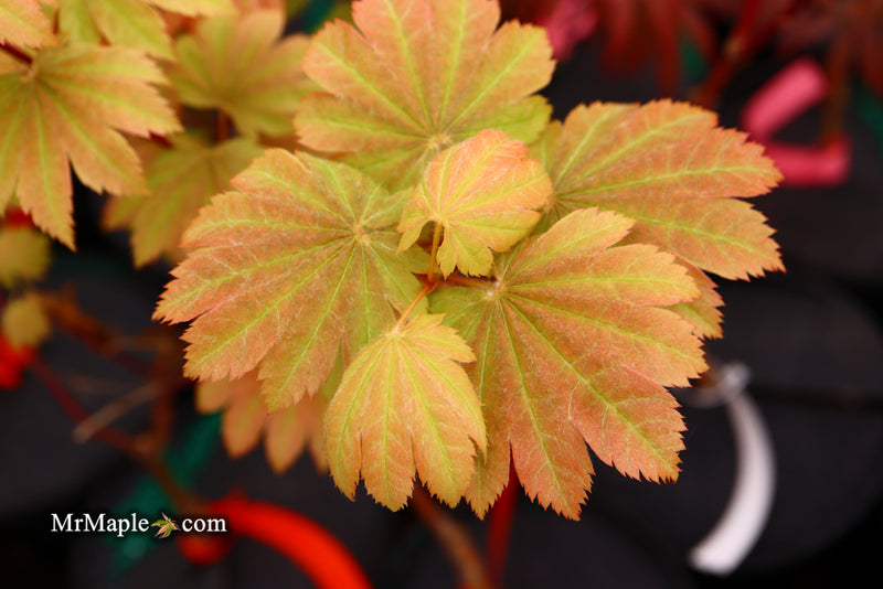 - Acer japonicum 'Taki no gawa' Full Moon Japanese Maple - Mr Maple │ Buy Japanese Maple Trees