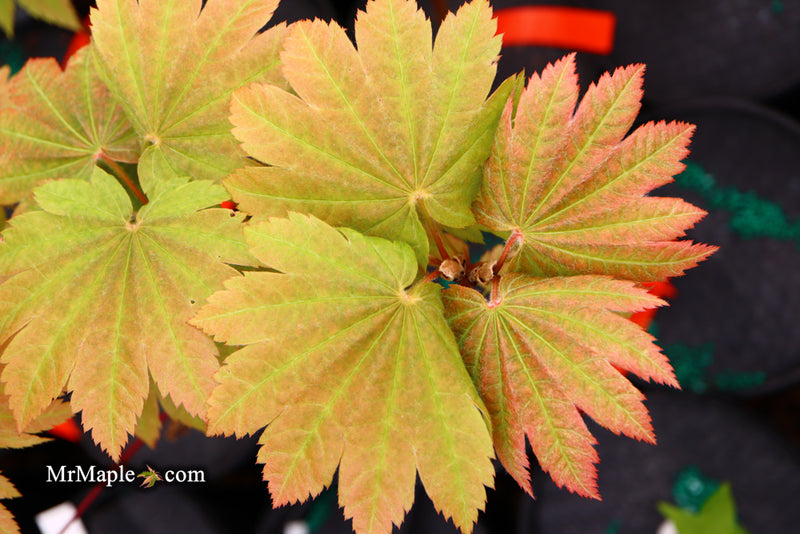 - Acer japonicum 'Taki no gawa' Full Moon Japanese Maple - Mr Maple │ Buy Japanese Maple Trees