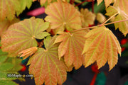 - Acer japonicum 'Taki no gawa' Full Moon Japanese Maple - Mr Maple │ Buy Japanese Maple Trees