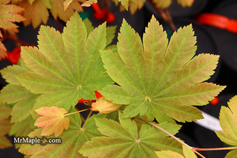 - Acer japonicum 'Taki no gawa' Full Moon Japanese Maple - Mr Maple │ Buy Japanese Maple Trees