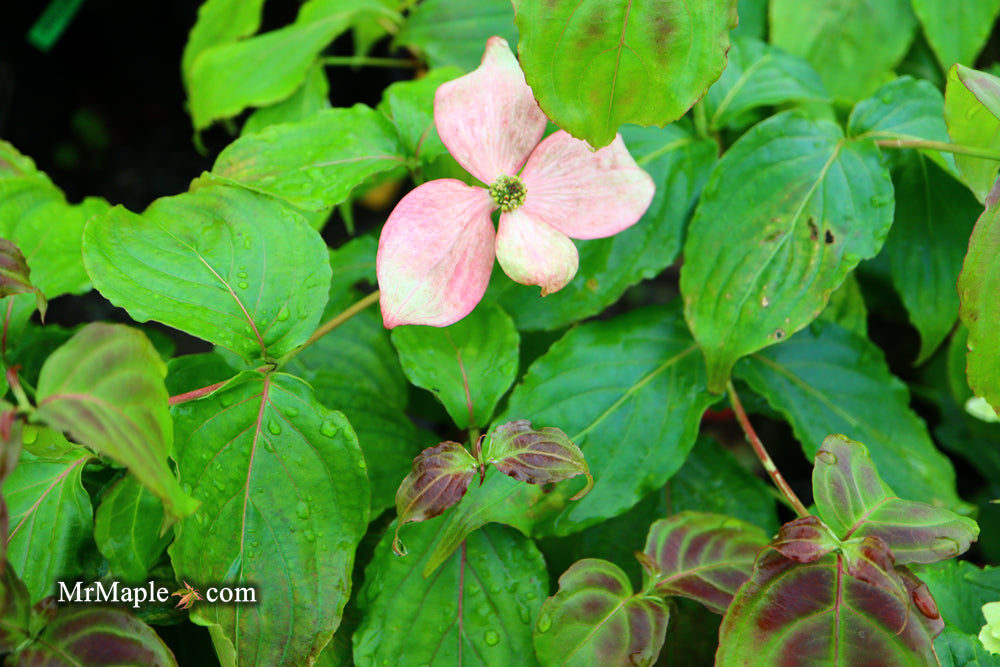 Cornus kousa 'Satomi’ Pink Flowering Chinese Dogwood