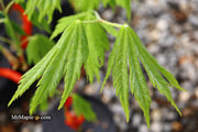- Acer japonicum ‘Rising Sun’ Japanese Maple - Mr Maple │ Buy Japanese Maple Trees