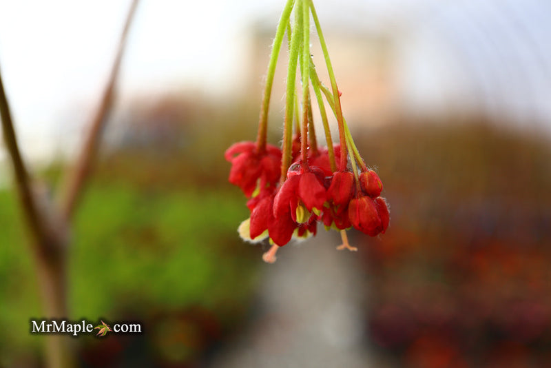 - FOR PICKUP ONLY | Acer japonicum ‘Rising Sun’ Japanese Maple | DOES NOT SHIP - Mr Maple │ Buy Japanese Maple Trees