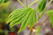 - FOR PICKUP ONLY | Acer japonicum ‘Rising Sun’ Japanese Maple | DOES NOT SHIP - Mr Maple │ Buy Japanese Maple Trees
