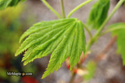 - Acer japonicum ‘Rising Sun’ Japanese Maple - Mr Maple │ Buy Japanese Maple Trees