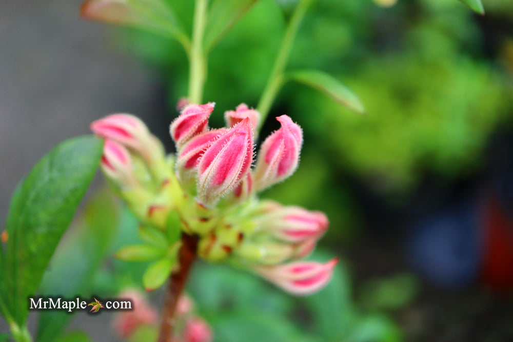 Azalea 'Sunset Pink’ Pink Flowers Deciduous Azalea