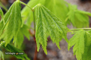 - FOR PICKUP ONLY | Acer japonicum ‘Rising Sun’ Japanese Maple | DOES NOT SHIP - Mr Maple │ Buy Japanese Maple Trees
