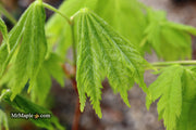 - Acer japonicum ‘Rising Sun’ Japanese Maple - Mr Maple │ Buy Japanese Maple Trees